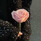 لعنة القدر 