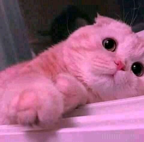 المؤلف