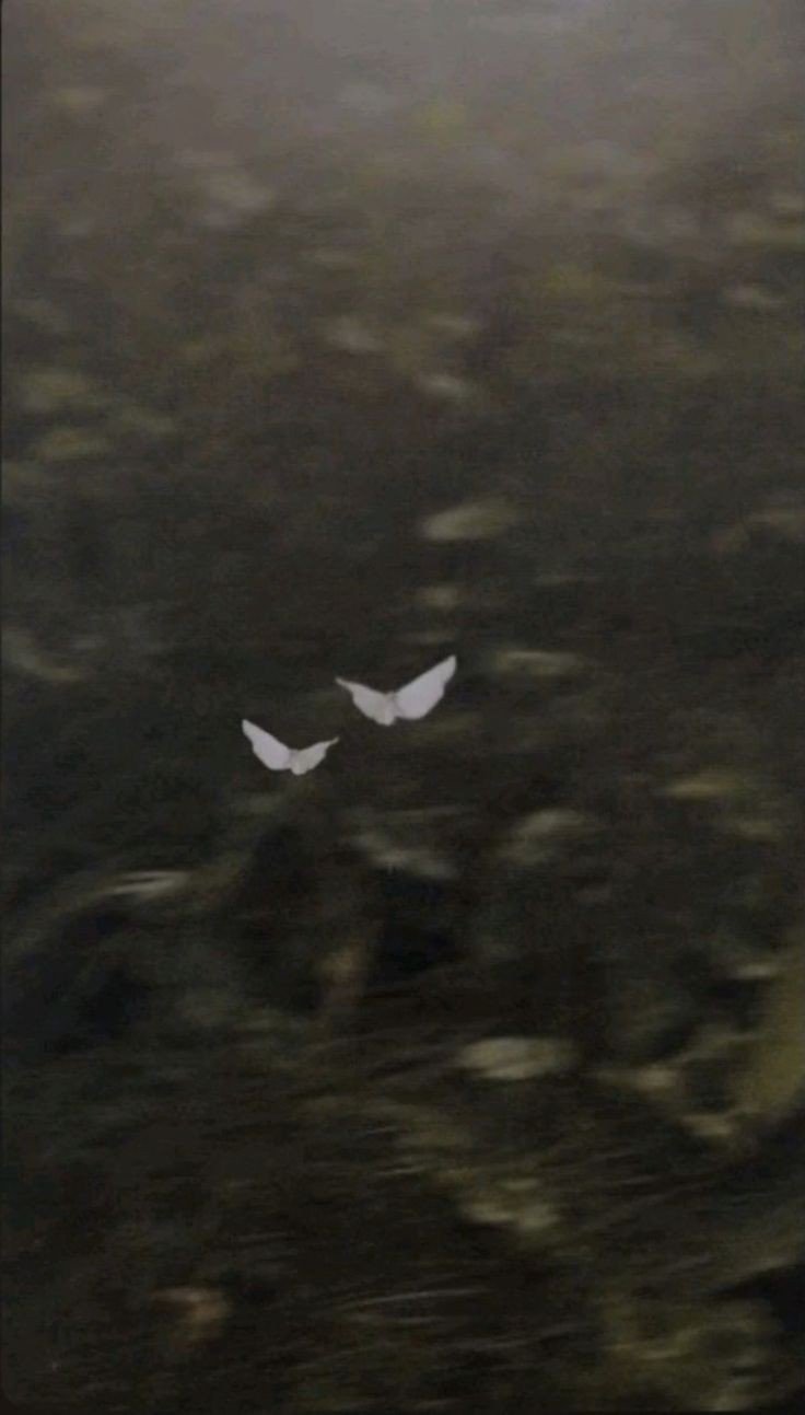 المؤلف