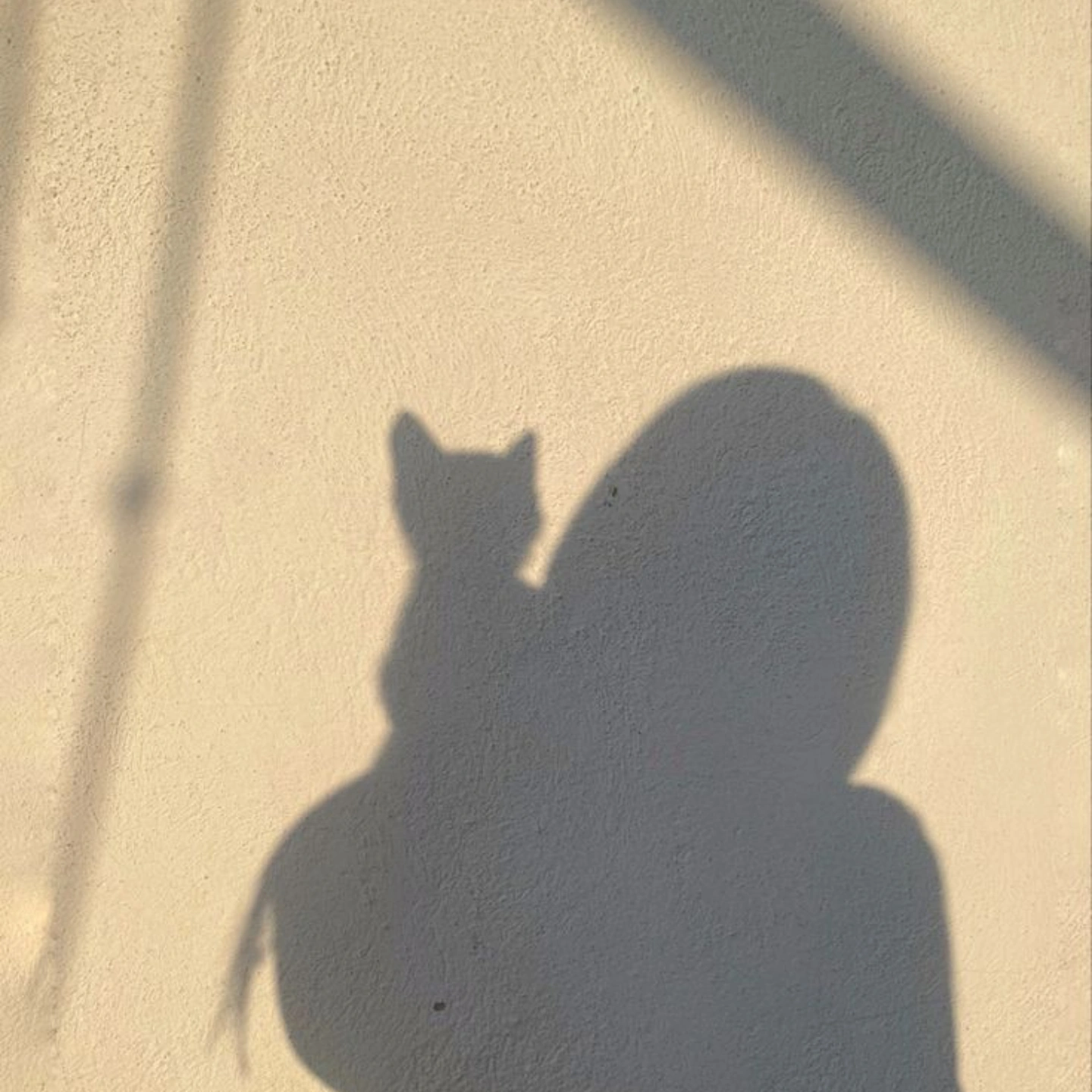 المؤلف