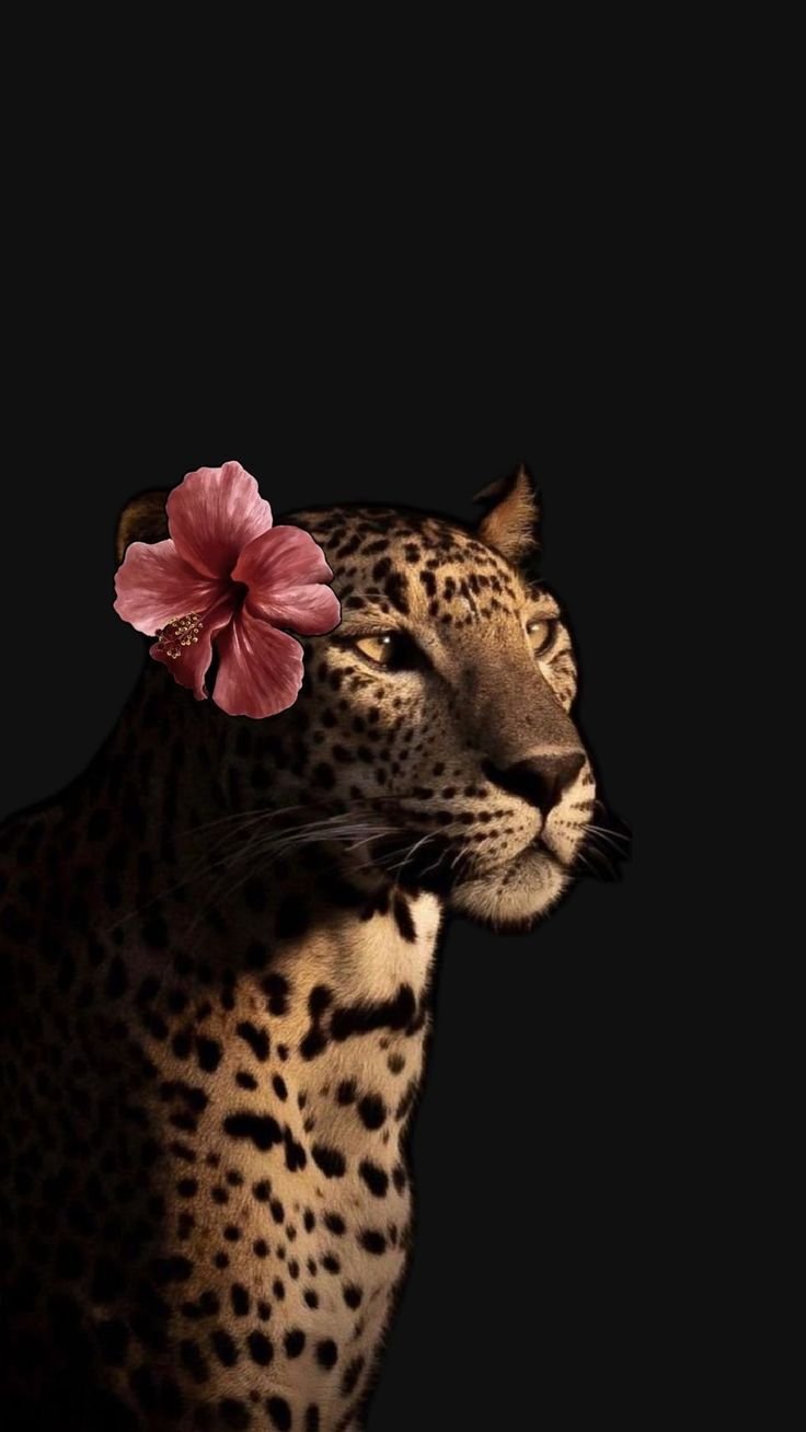 المؤلف