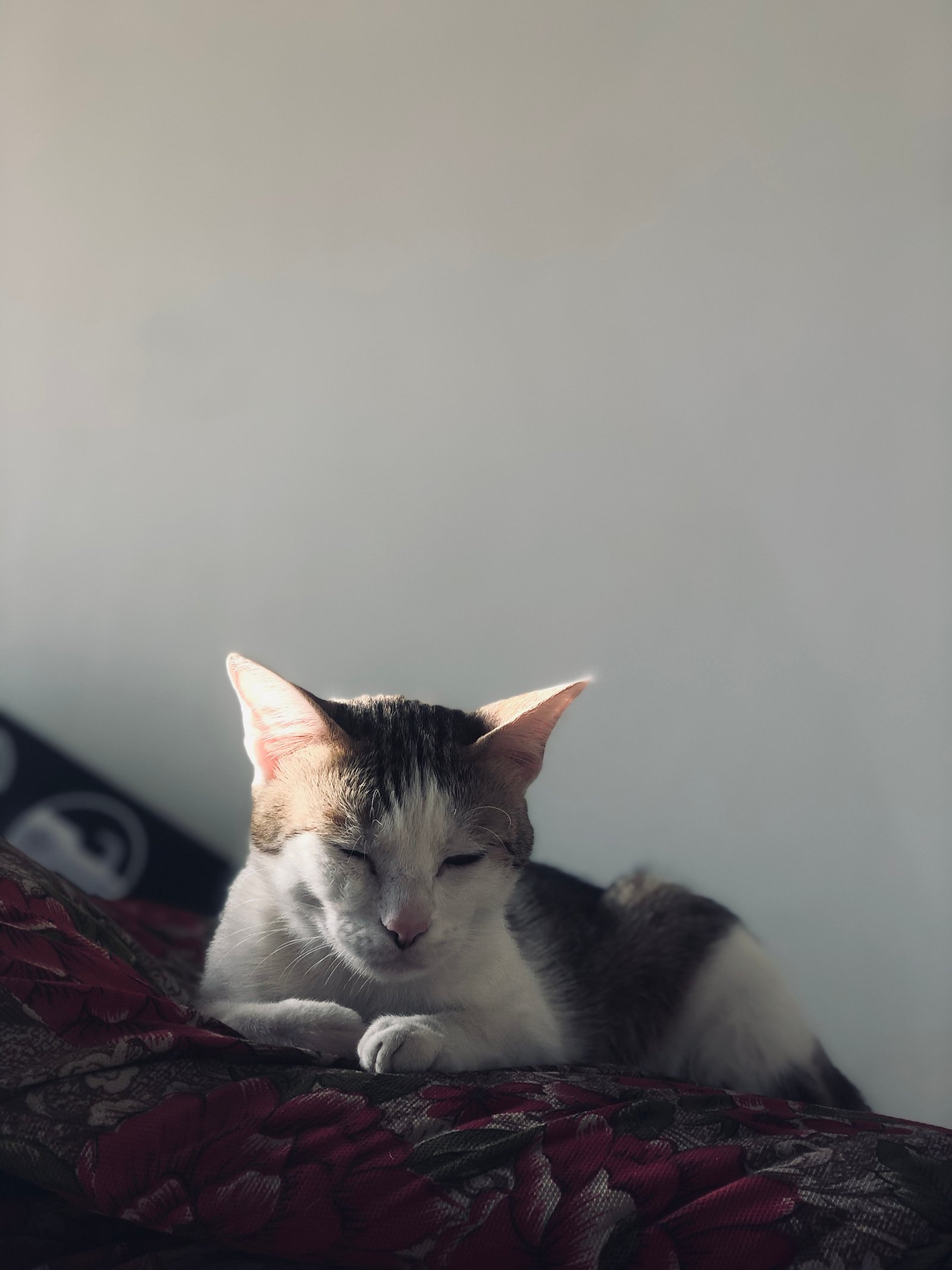 المؤلف