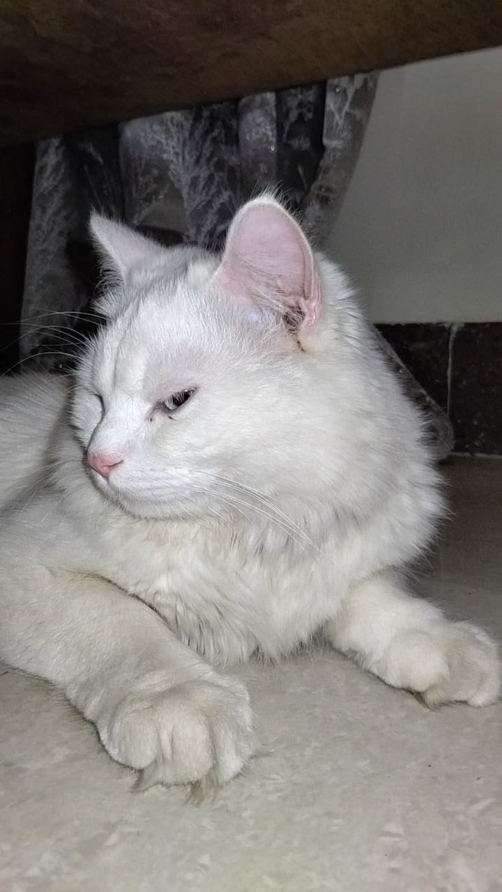 المؤلف