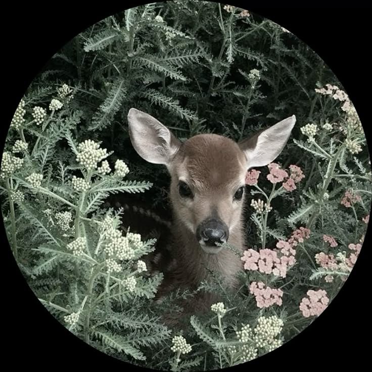 المؤلف
