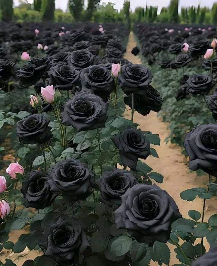 المؤلف