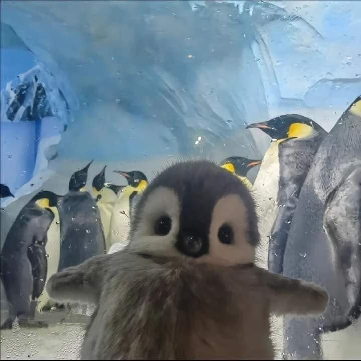 المؤلف