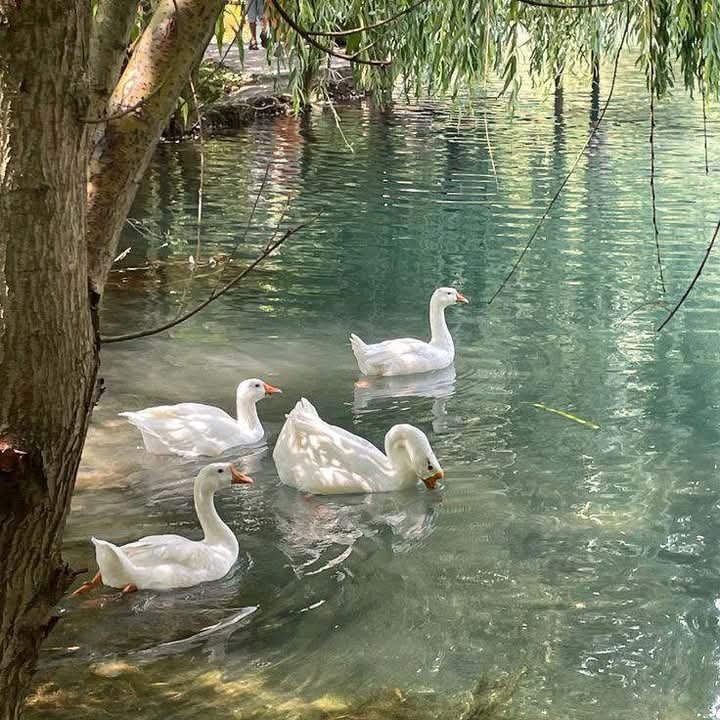 المؤلف