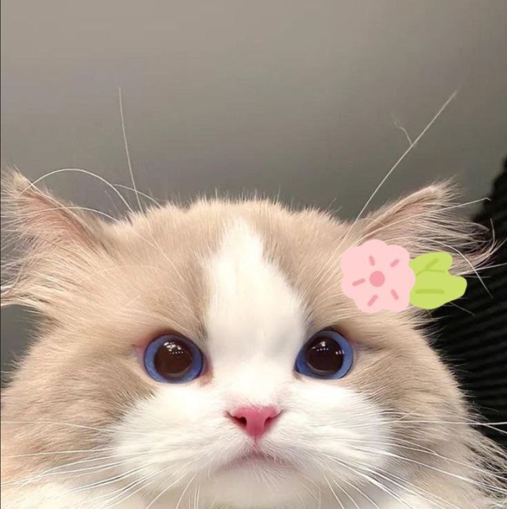 المؤلف