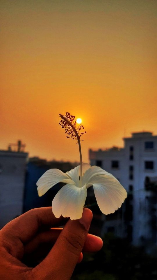المؤلف
